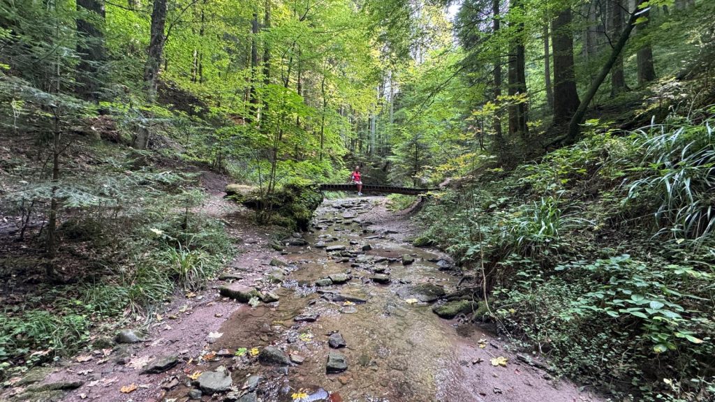 ein Schlucht mit link und rechts dichtem Wald. in der Mitte fließt ein flacher Bach