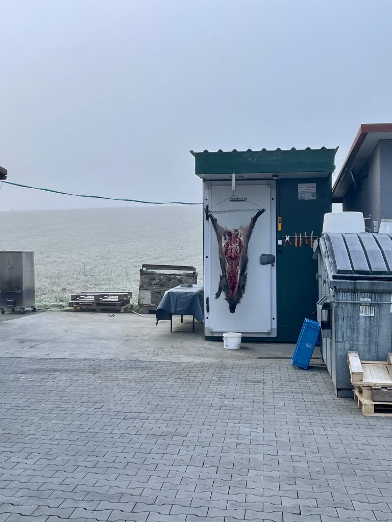 Ein totes Wildschein hängt an einer Hütte zum ausbluten.