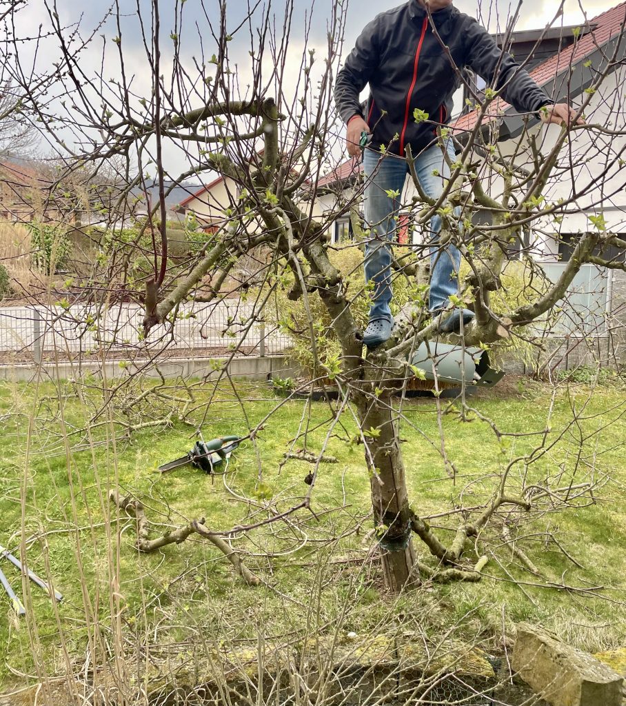Ein Baum mit einem Mann darauf, der den Frühlingschnitt macht