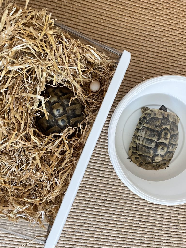 2 Landschildkröten, wovon eine in einer weißen Plastikschüssel ist und badete. Die andere ist im Stroh und schläft