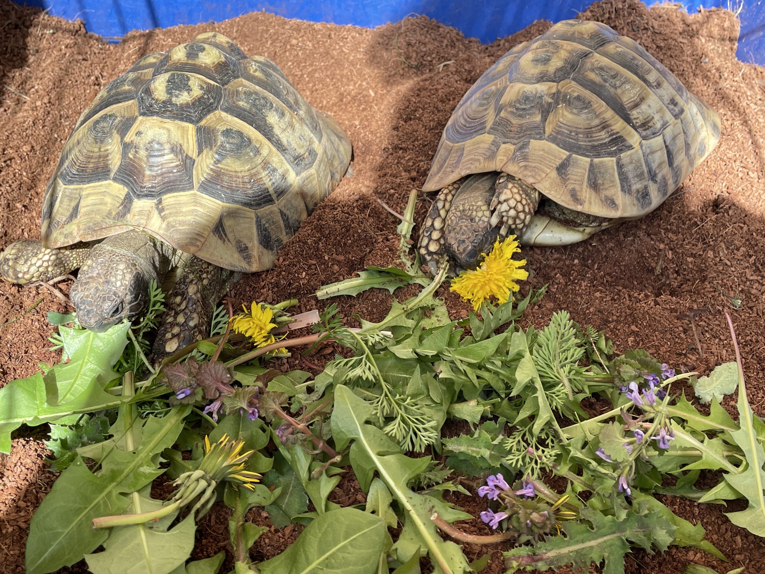 Zwei griechische Landschildkröten die fressen