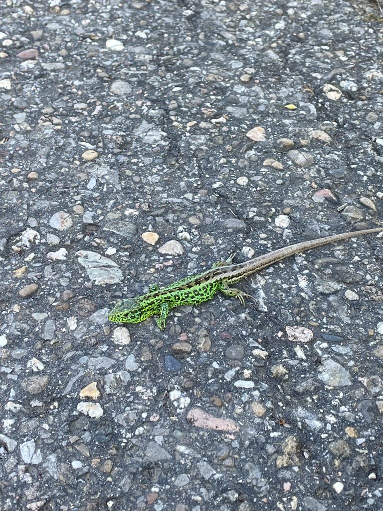 Eine grüne Eidechse auf der Straße