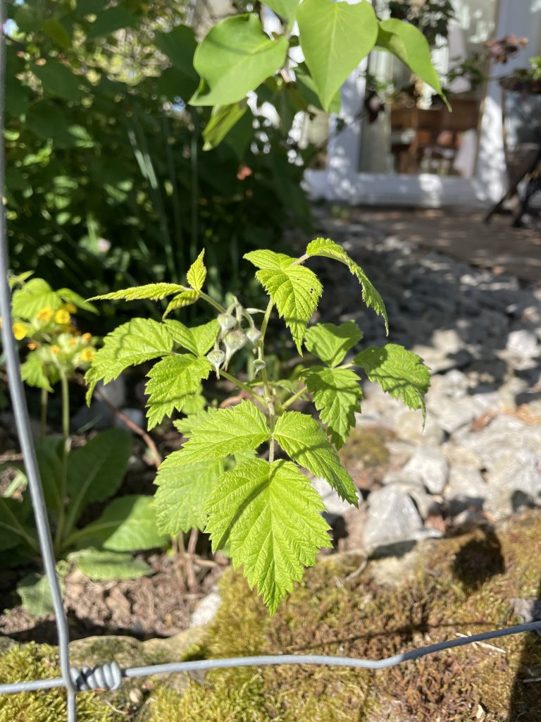 Eine kleine Himbeerpflanze im Beet