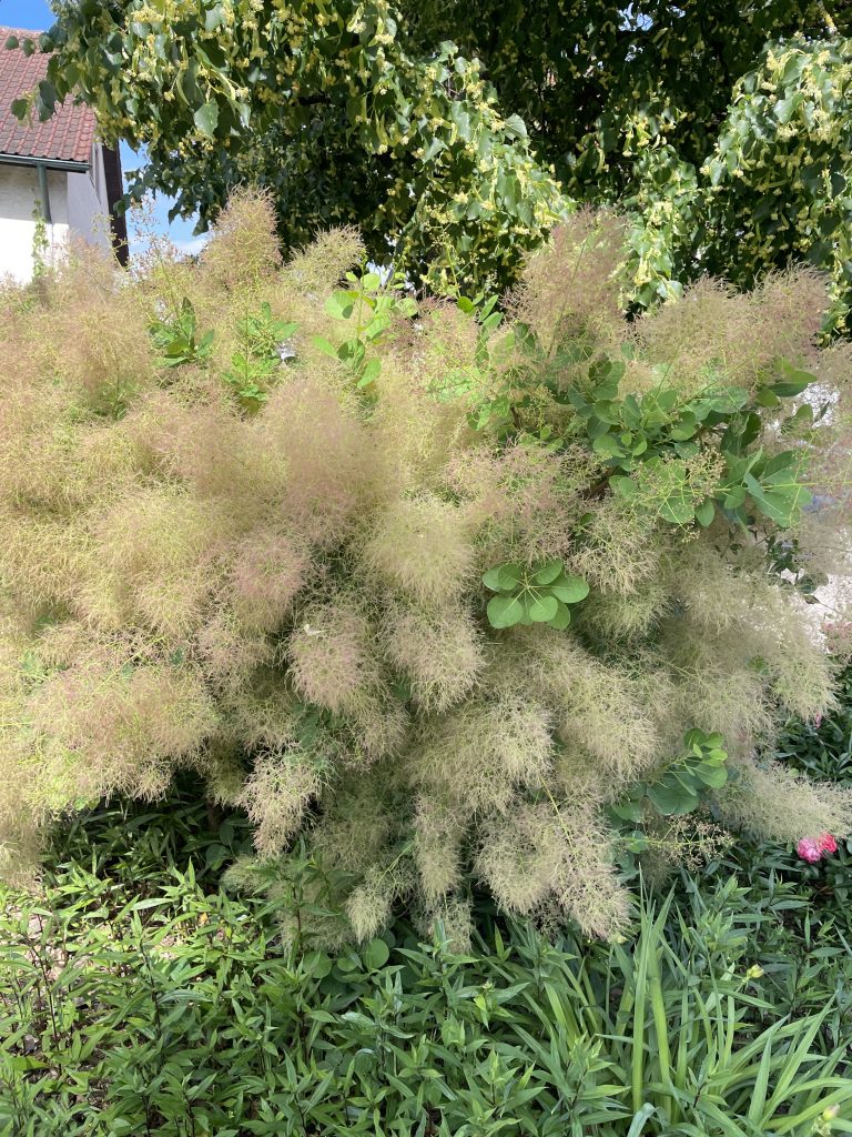 Ein Busch