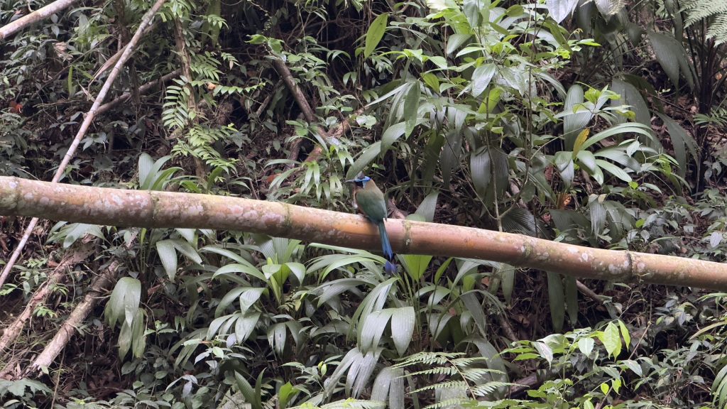 Ein bleu grüner Vogel sitzt im Regenwald von Tobago auf einem Ast