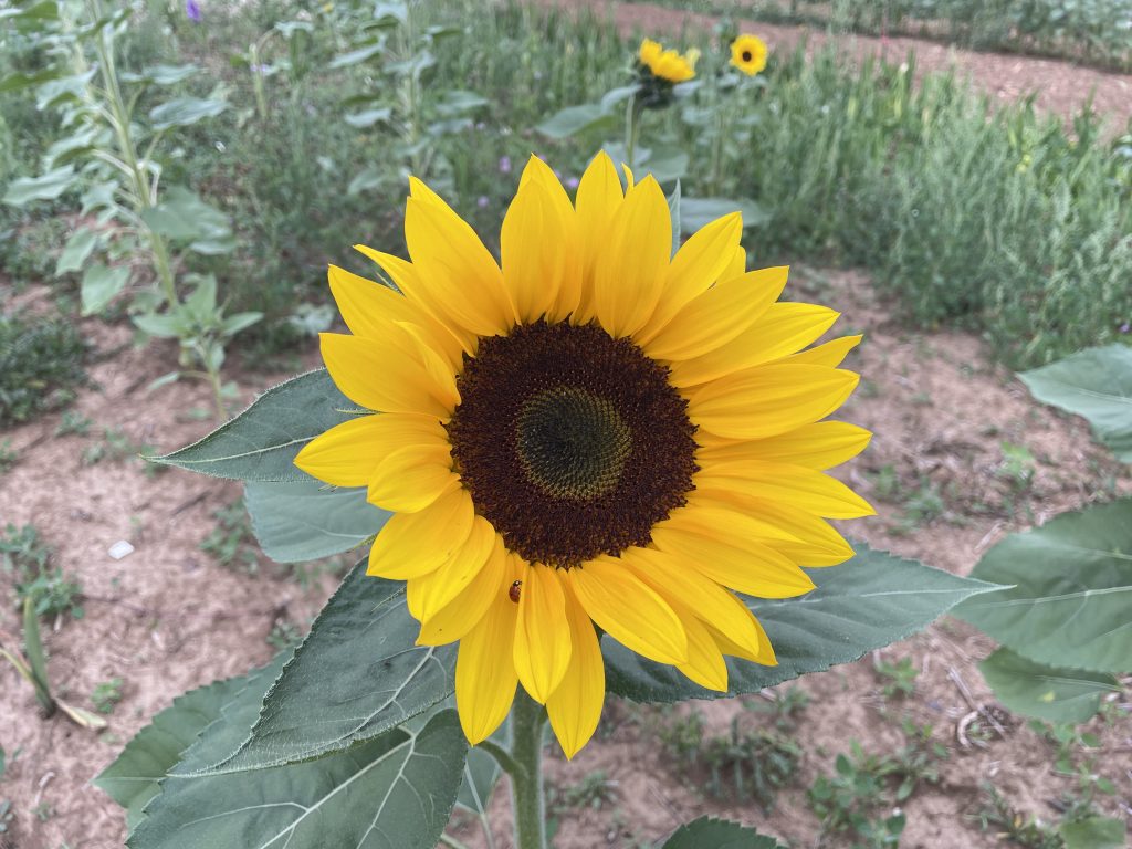 Sonnenblume