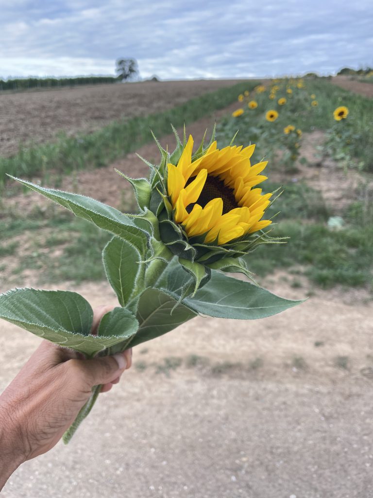 Eine Sonnenblume im Vordergrund. Im Hintergrund noch  ein Feld mit weiteren Sonnenblumen 