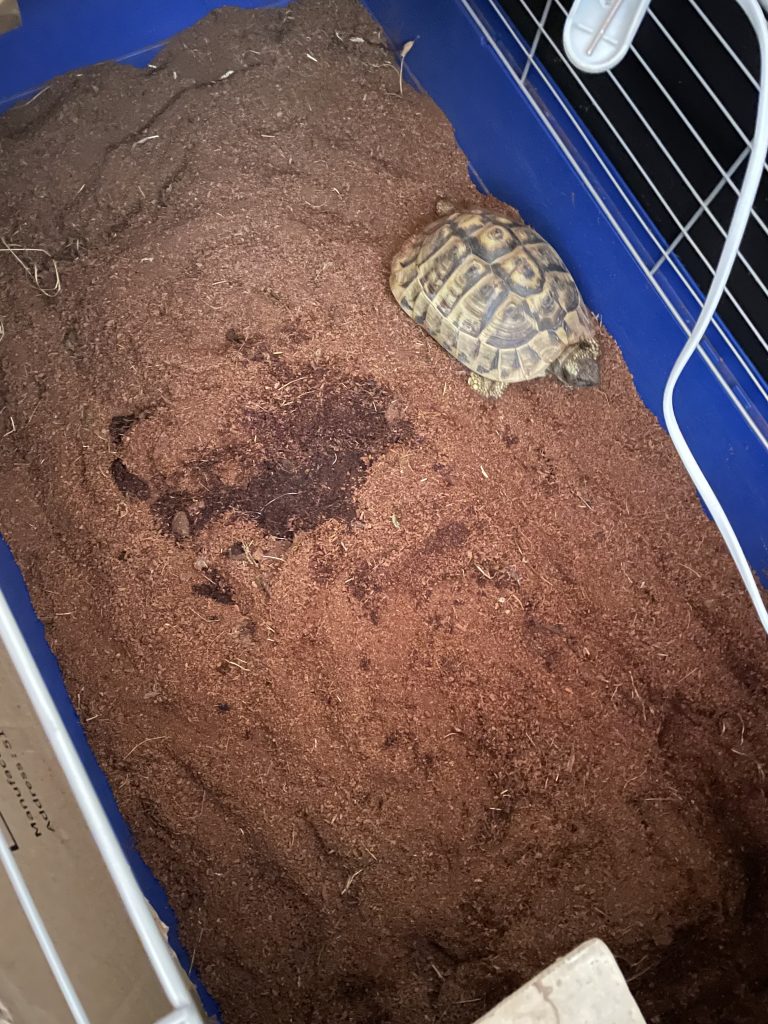 Eine Schildkröte