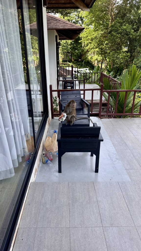 Ein Affe sitzt auf einer Terrasse und hält eine Chipstüte in der Hand, in Thailand