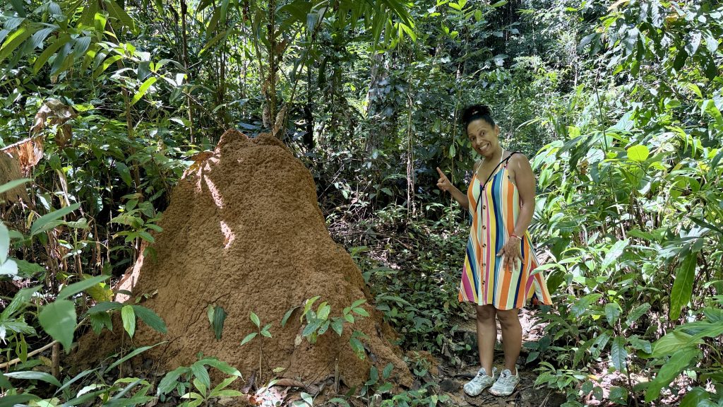Ein Termitenhügel im Wald