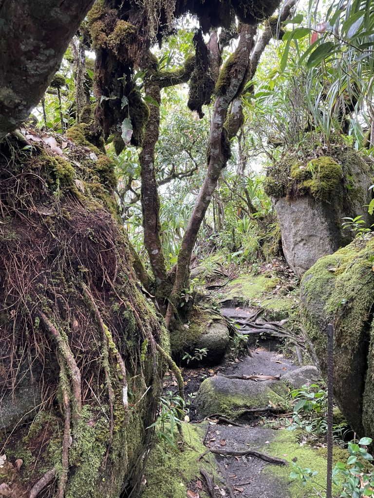 Ein Pfad durch den Regenwald. Äste sind Strand bemoost, Wurzelwerk wächst über die Garnitfelsen