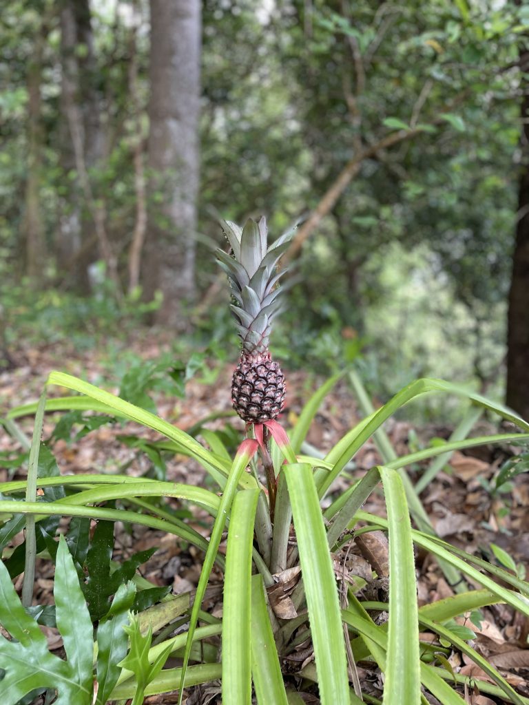 Eine wilde Ananas wächst im Wald von La Digue