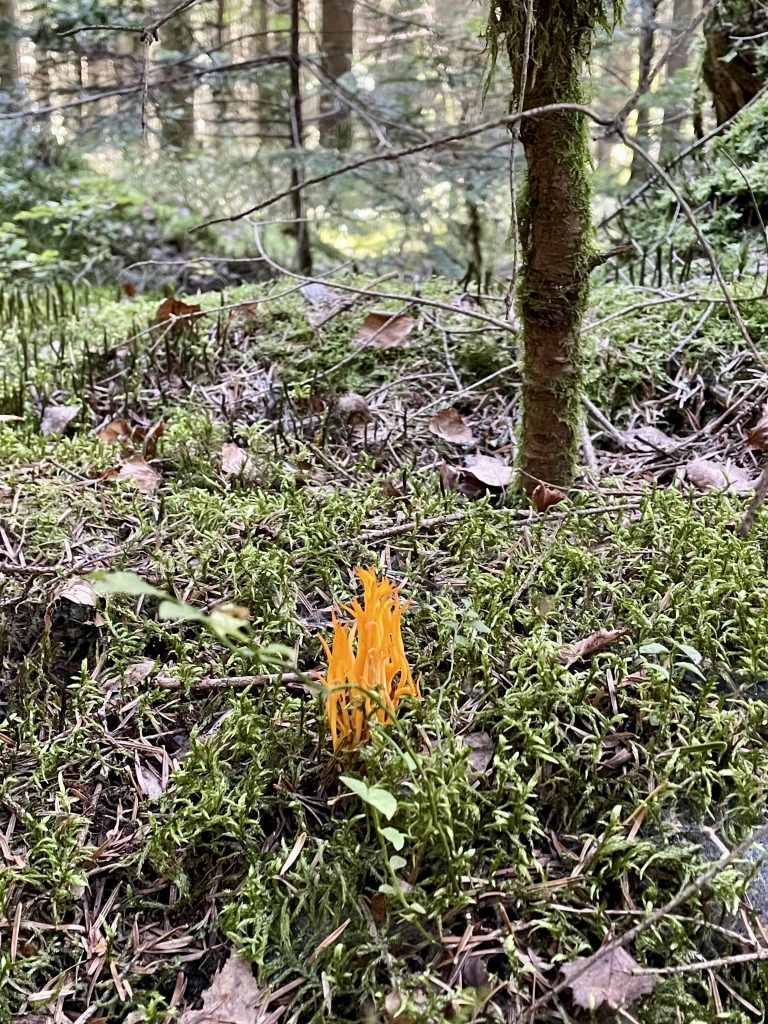 Ein Wald in dem eine orangefarbener Pilz steht