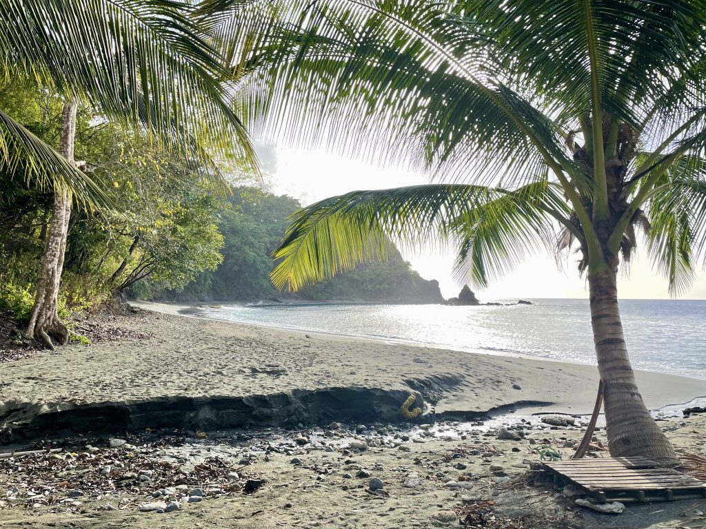 King Peters Bay auf Tobago. Palmen im Vordergrund