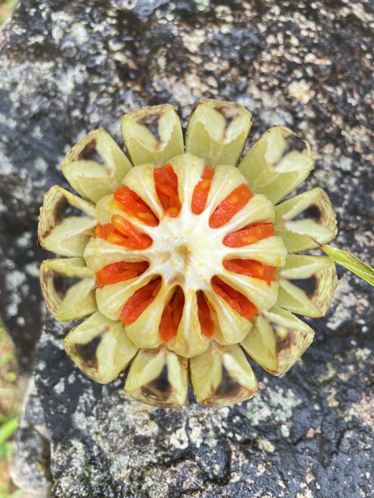 Seltsame Frucht auf Tobago