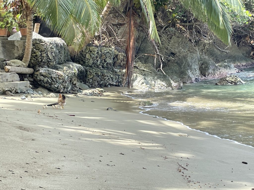 Am Ende des Strands auf Tobago laufen Hühner am Strand entlang