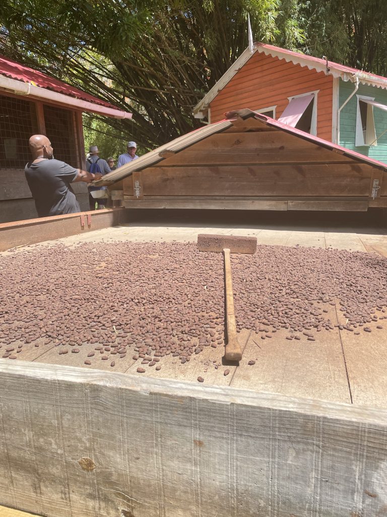 Kakaobohnen auf einer Holzpalttform, die in der Sonne trocknen