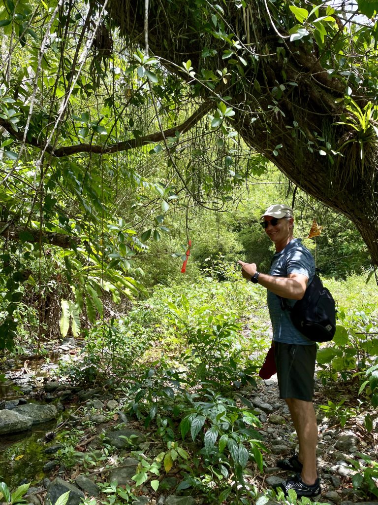 Regenwald auf Tobago