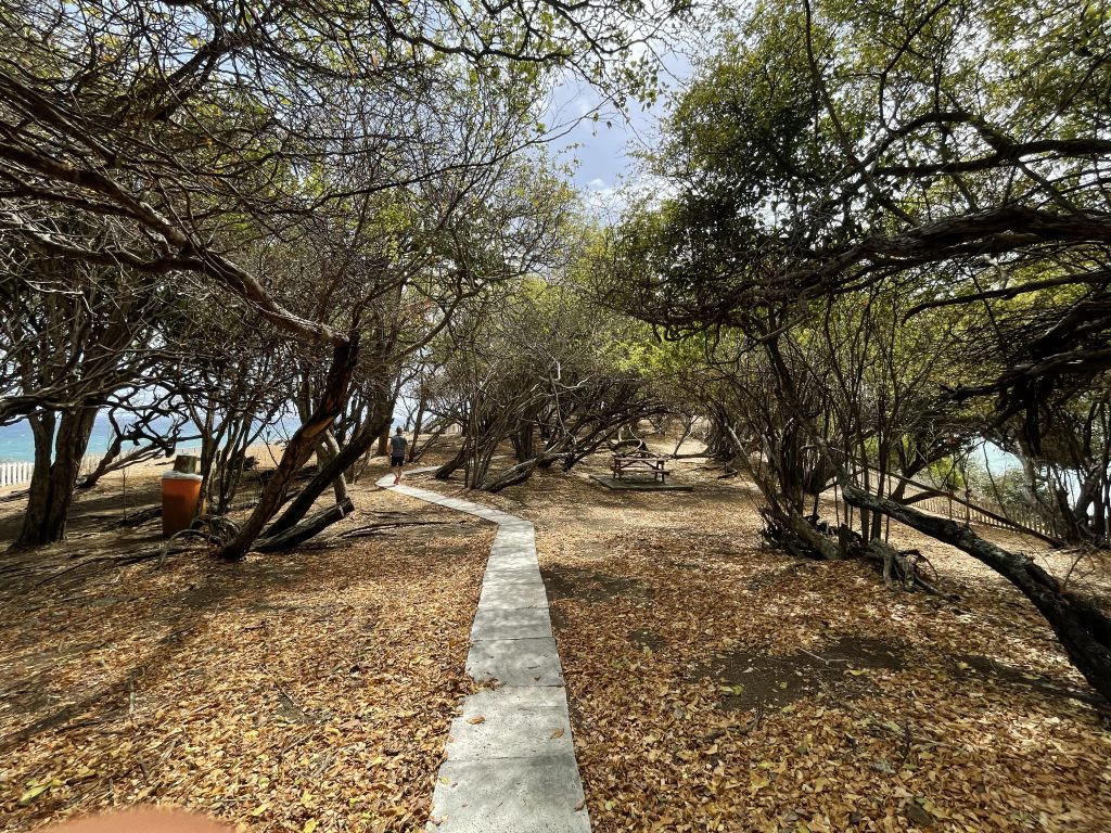 Das Fort Granby auf Tobago. Man sieht einen gewunden Weg zwischen Bäume. Zwischen den Bäumen ist vereinzelt das blaue Meer zu sehen